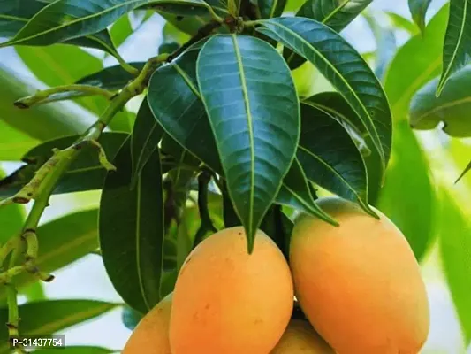 Natural Mango Plant-thumb0