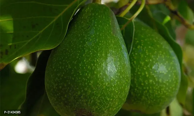 Natural Avocado Plant-thumb0