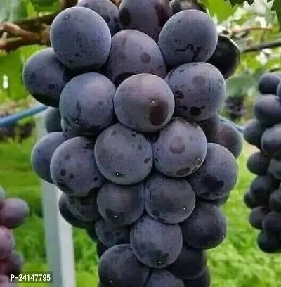 Grapes Plant