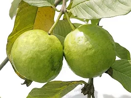 Natural Guava Plant-thumb1