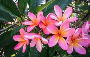 Natural Plumeria Plant-thumb1