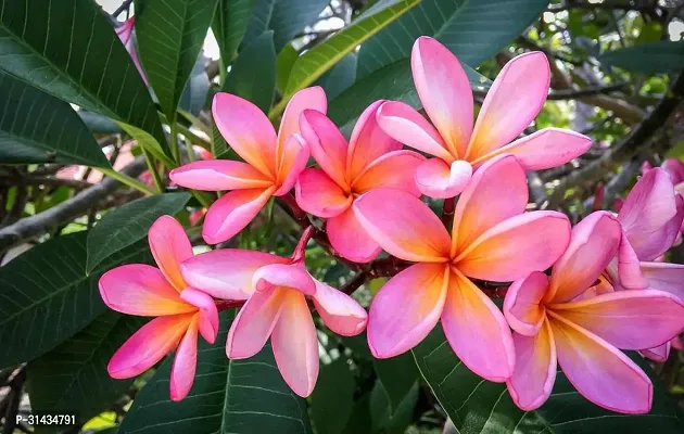 Natural Plumeria Plant-thumb2