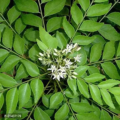 Natural Curry Leaf Plant-thumb0