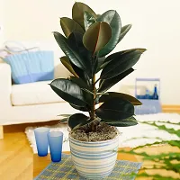 Natural Rubber Tree-thumb3