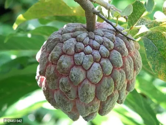 Natural Custard Apple Plant-thumb3