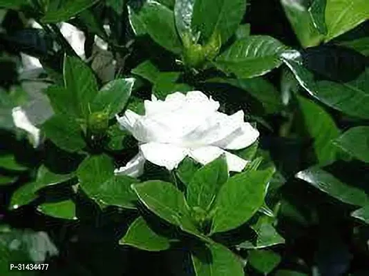 Natural Jasmine Plant-thumb3