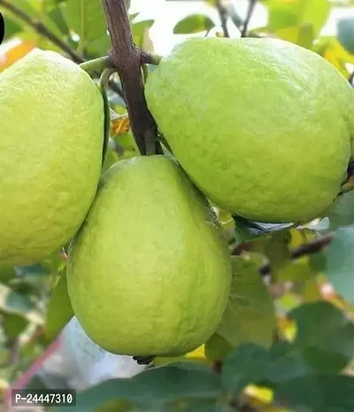 Natural Guava Plant-thumb0