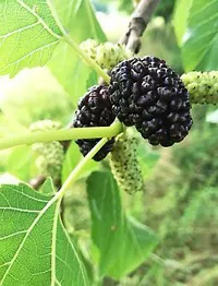 Natural Shahtoot/Mulberry Plant-thumb2