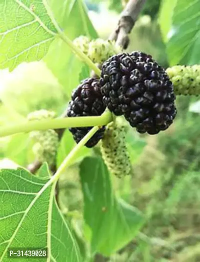 Natural Shahtoot/Mulberry Plant-thumb3