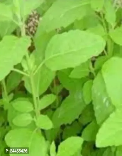 Natural Tulsi Plant