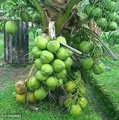 Natural Coconut Plant-thumb0