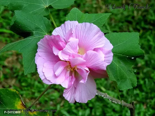 Lotus Plant