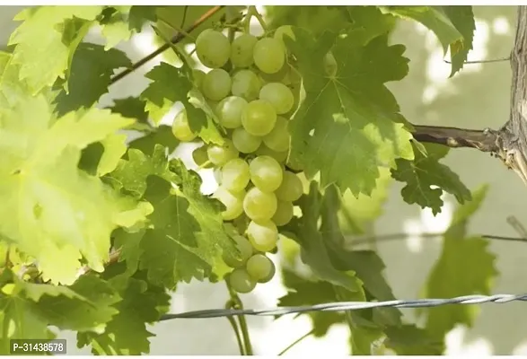 Natural Grape Plant-thumb3