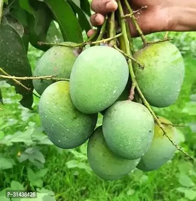 Natural Mango Plant-thumb0