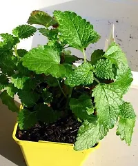 Natural Mint Plant-thumb1