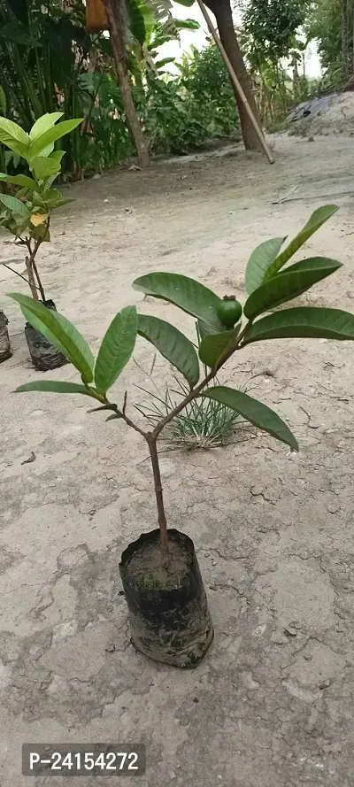 Guava Plant