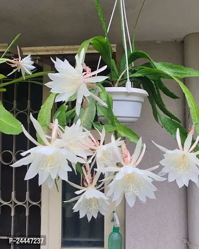 Natural Brahma Kamal Plant