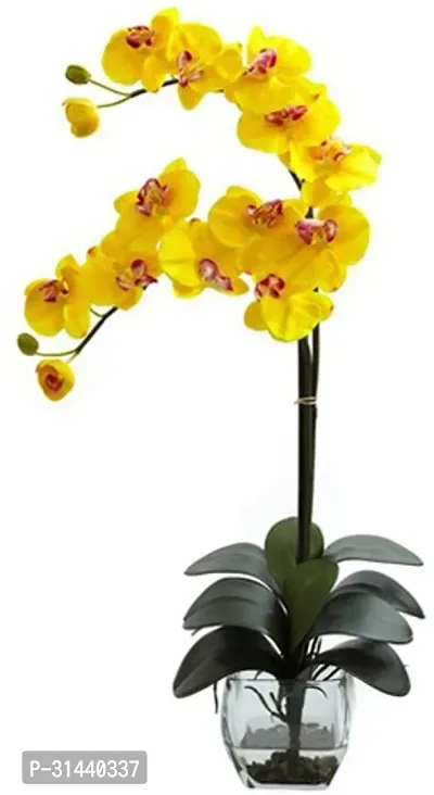 Natural Orchid Plant