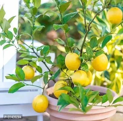 Natural Lemon Plant-thumb0