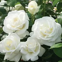 Natural Rose Plant-thumb1