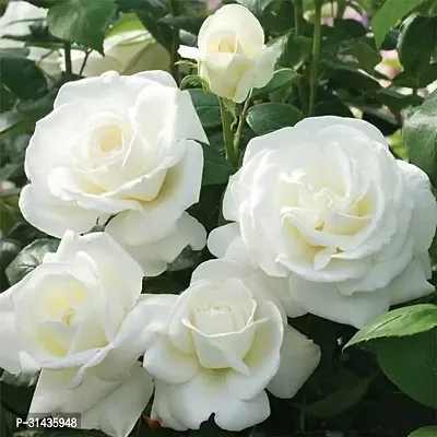 Natural Rose Plant-thumb2