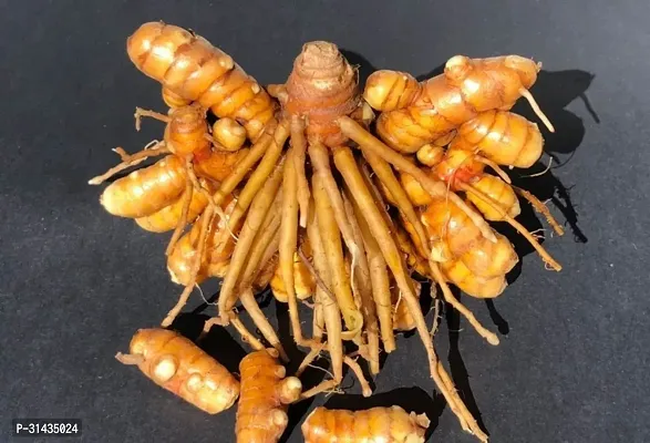 Natural Turmeric Plant