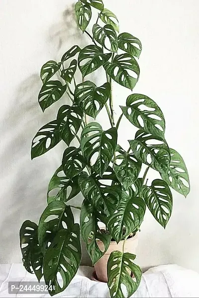 Natural Philodendron Plant