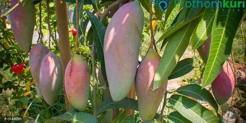 Natural Mango Plant-thumb4