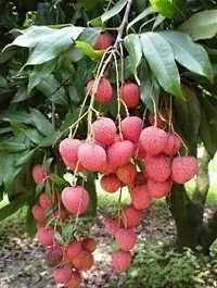 Natural Litchi Plant-thumb1