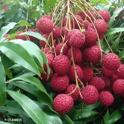 Natural Litchi Plant-thumb0