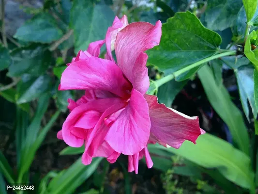 Natural Hibiscus Plant