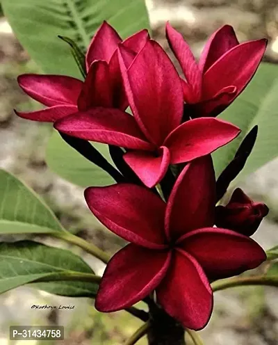 Natural Plumeria Plant-thumb0