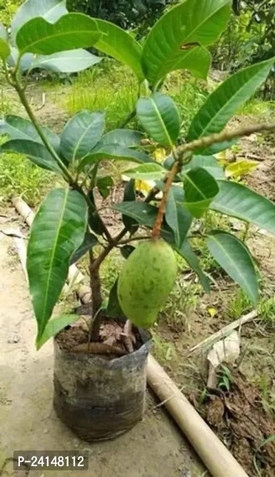 Mango Plant-thumb0