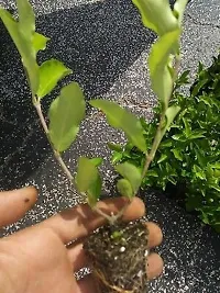 Natural Cherry Fruit Plant-thumb4