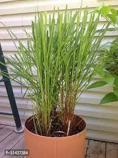 Natural Lemon Grass Plant-thumb0