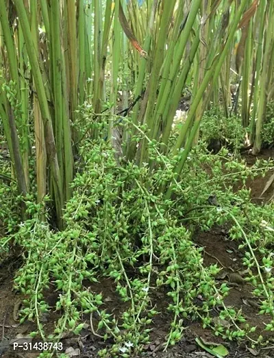 Natural Elaichi/Cardamom Plant-thumb2