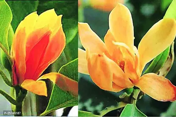 Golden Champa Plant