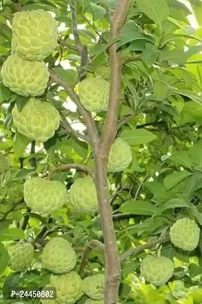Natural Cashew Apple Plant-thumb0