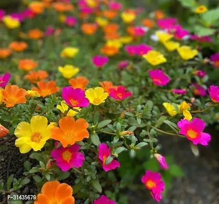 Natural Portulaca Plant-thumb0