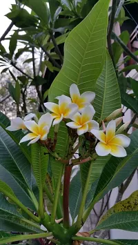 Natural Plumeria Plant-thumb1