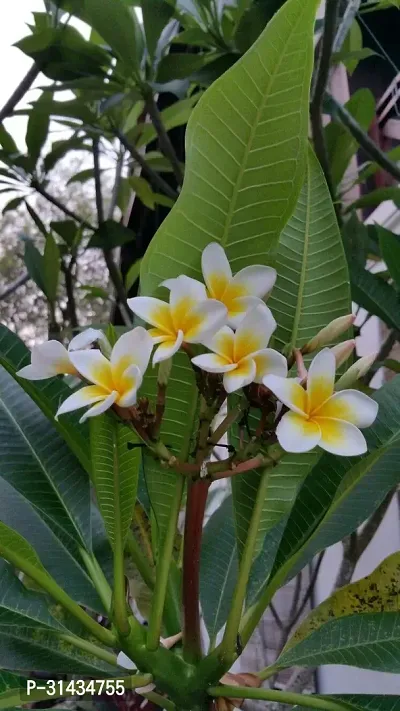 Natural Plumeria Plant-thumb2