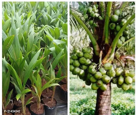 Natural Coconut Plant