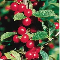 Natural Cherry Fruit Plant-thumb1