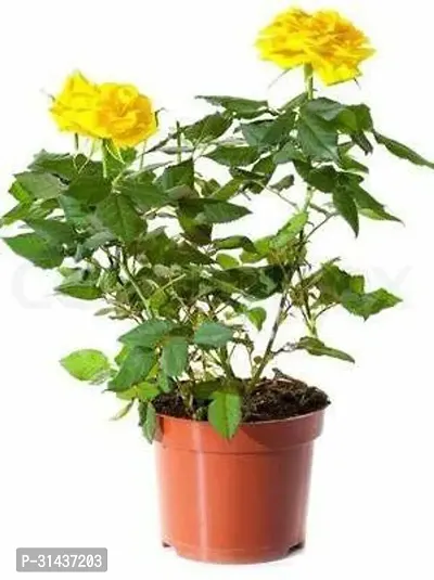 Natural Rose Plant-thumb0