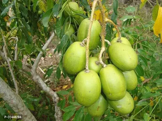 Natural Mango Plant-thumb0