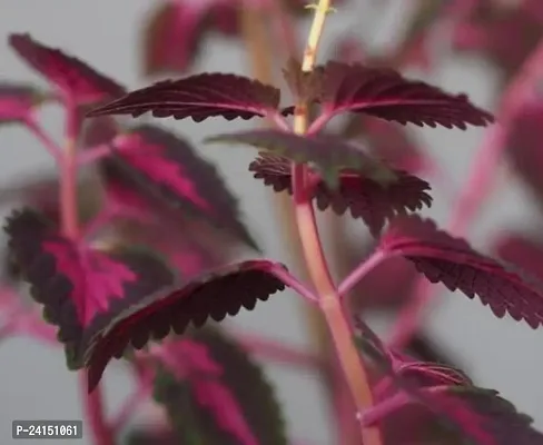 Coleus Plant