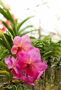 Natural Orchid Plant-thumb1