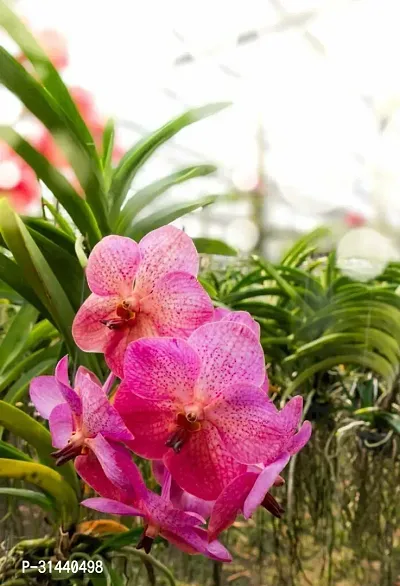 Natural Orchid Plant-thumb2