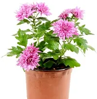 Natural Chrysanthemum Plant-thumb1