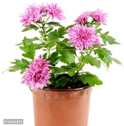 Natural Chrysanthemum Plant-thumb2